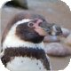 penguintutor's Avatar