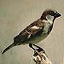 Sparrow's Avatar