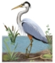 Great Blue Heron's Avatar