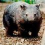 the wombat's Avatar