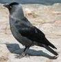 netJackDaw's Avatar