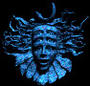 Shpongle's Avatar