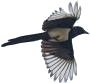 Magpie.'s Avatar