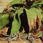 welwitschia's Avatar