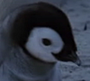 little_penguin's Avatar