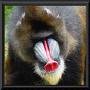 mandrill's Avatar