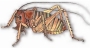 parktownprawn's Avatar