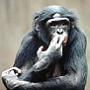 Edward The Bonobo's Avatar